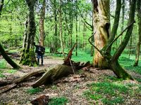 2.Versteck: Neuenburger Urwald in Zetel